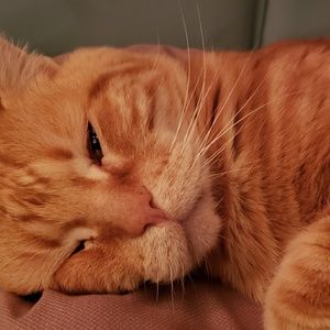 Meet your Posher, Mikki